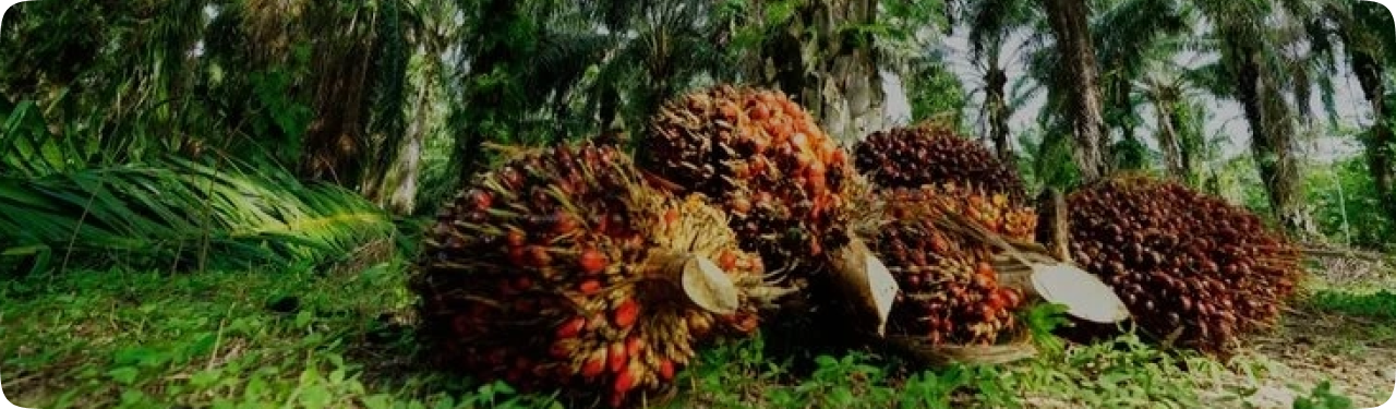 Custom System Development Services