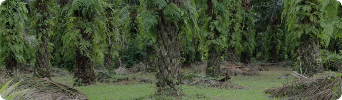 Custom System Development Services